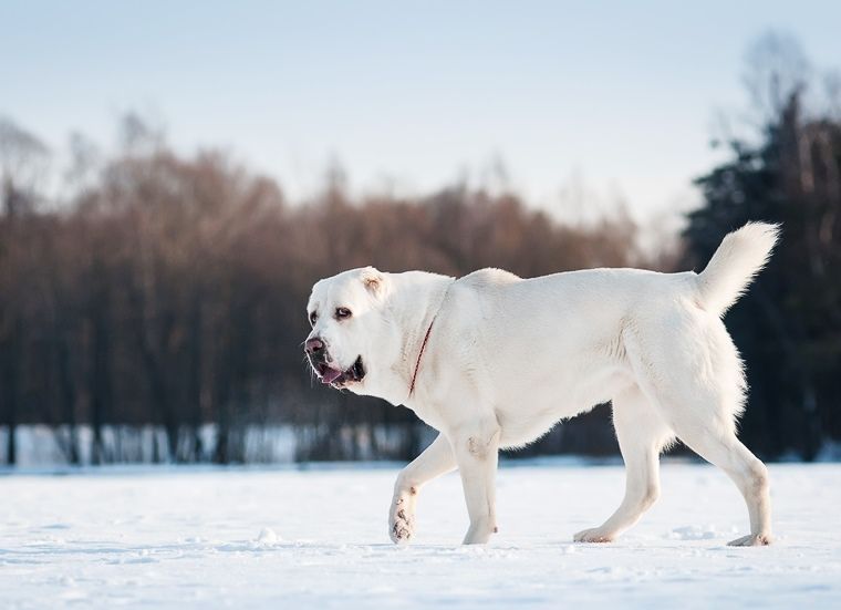 Картинки по запросу Собака чисто белой масти