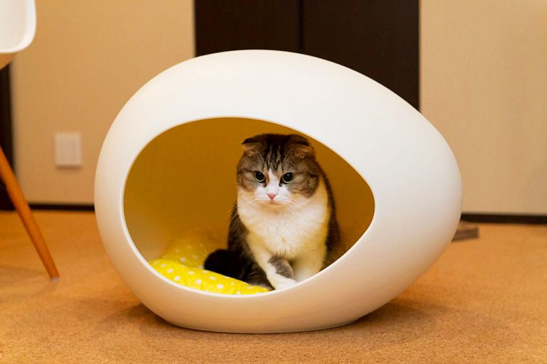 Домик для шотландской кошки Домик для шотландской кошки