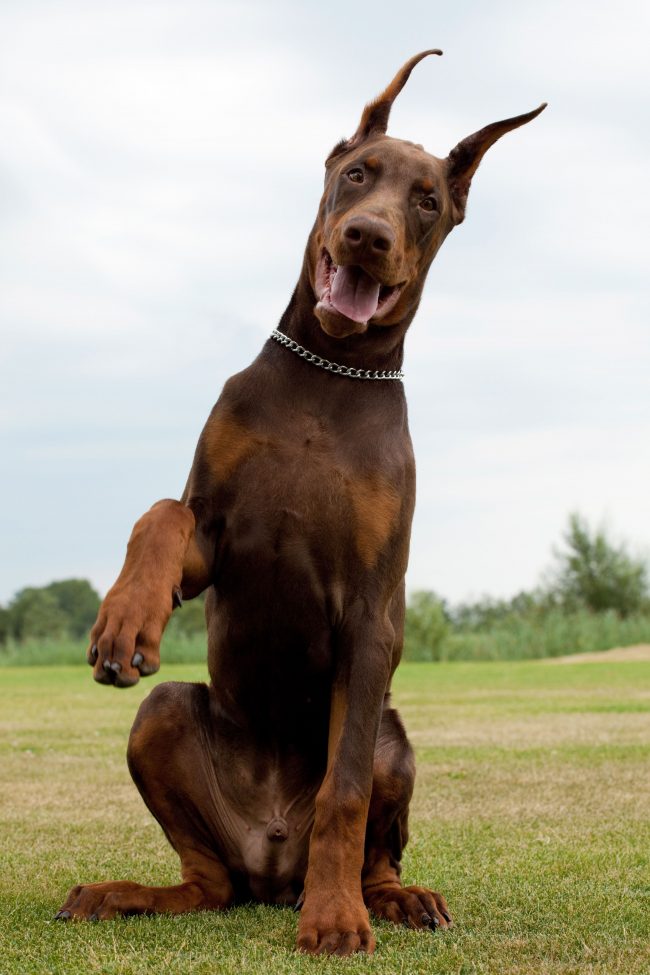 Doberman_pincher_21-650x975.jpg