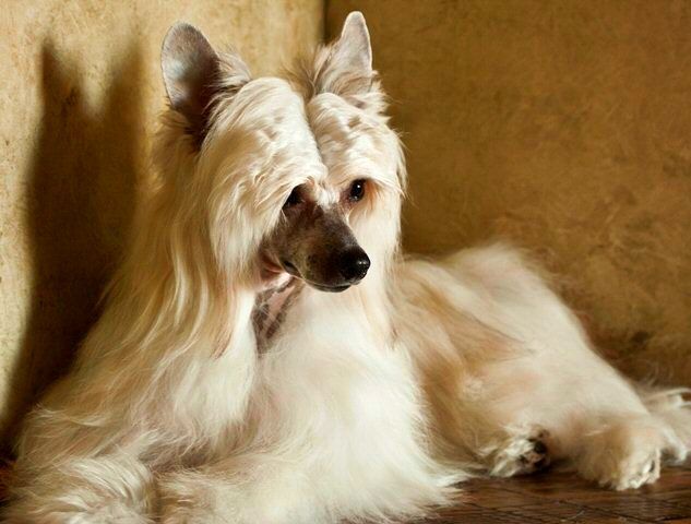 Особенности голых собак породы китайская хохлатая. - Forum World Kennel Union