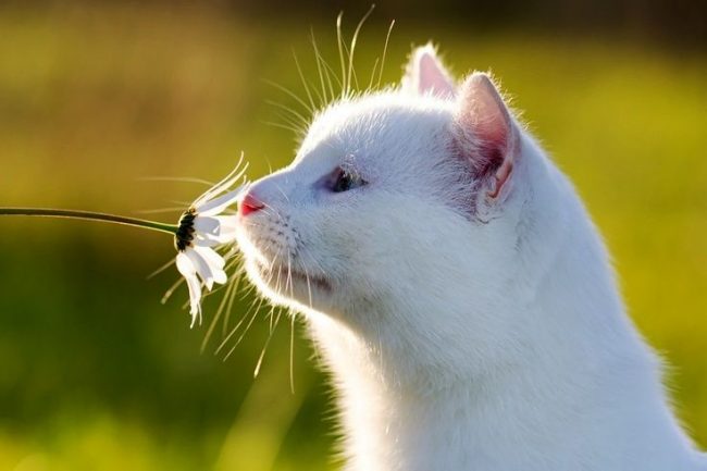 Картинки по запросу коты белые
