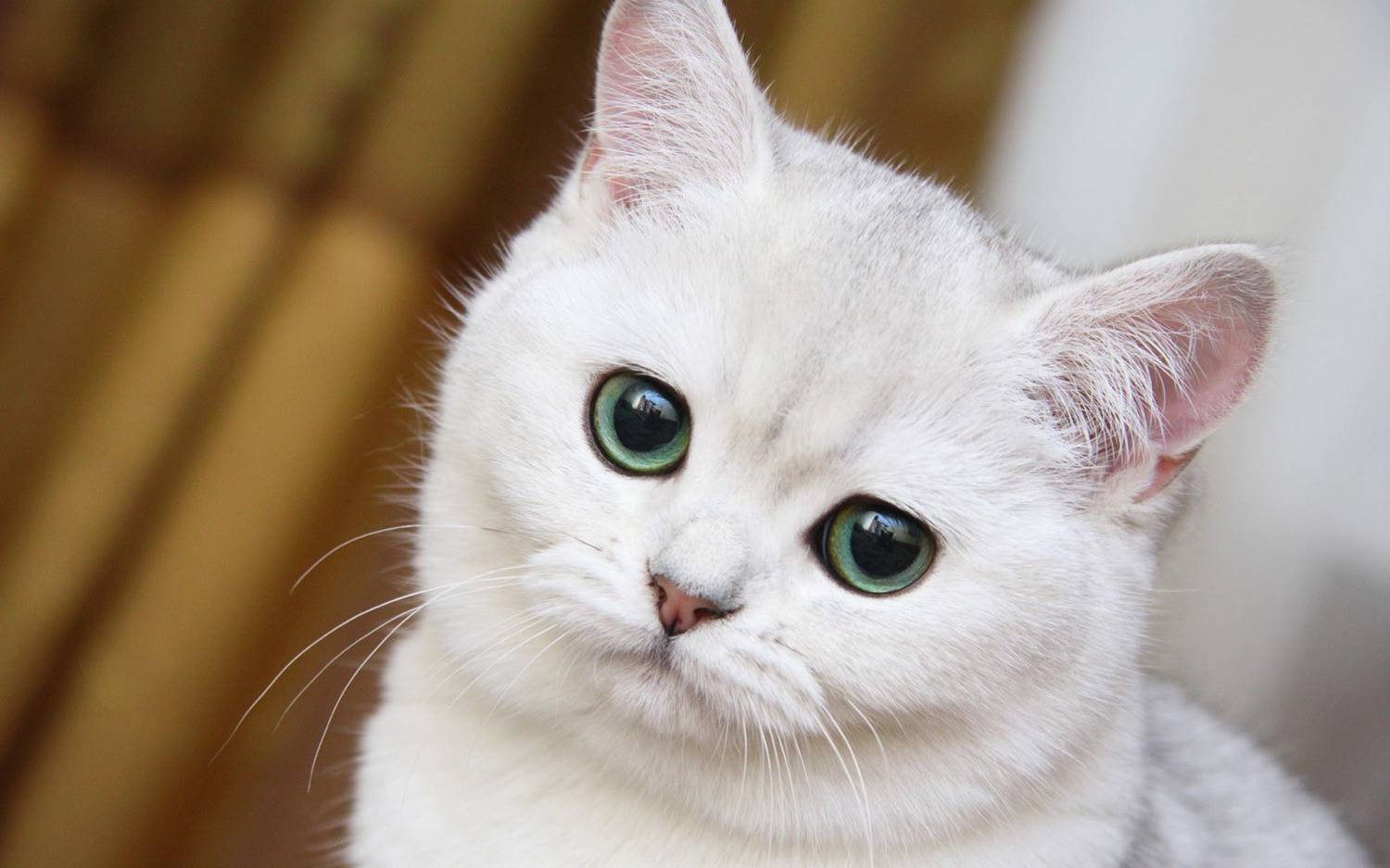 Фото белой кошки на аву