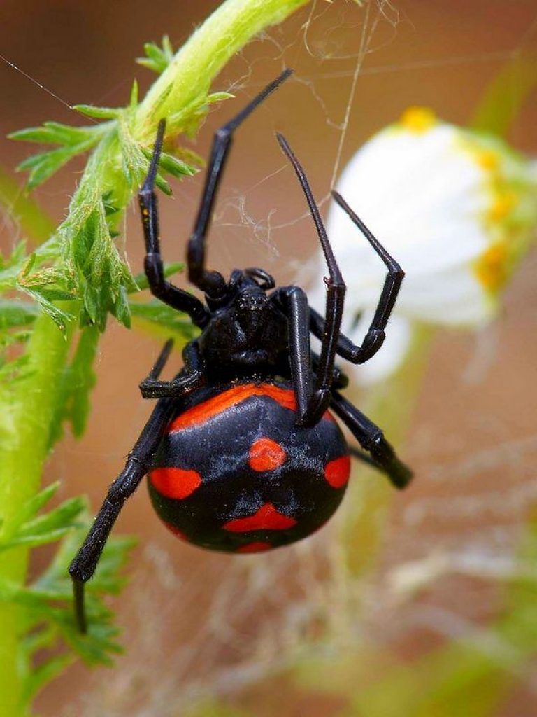 Самый ядовитый паук в России фото