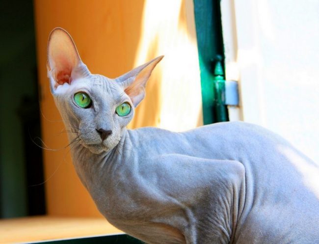 Peterbald_11-650x497.jpg