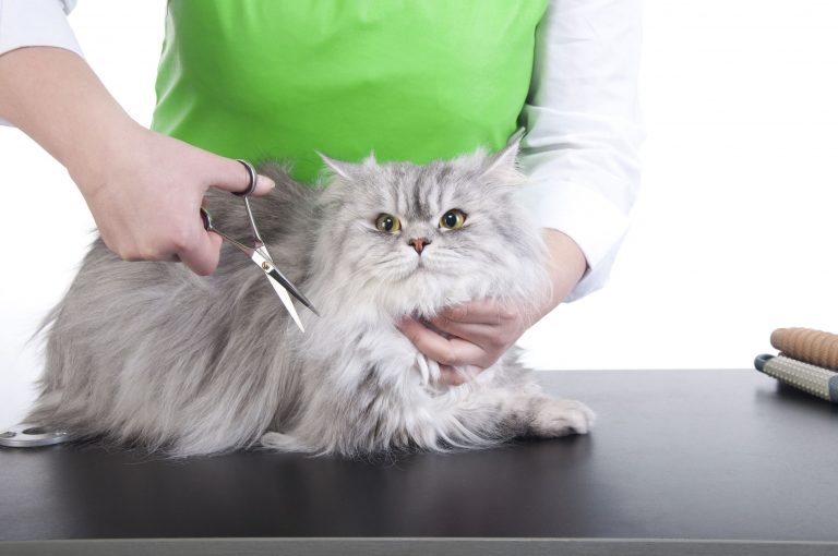 Картинка стрижка кошек Картинка стрижка кошек