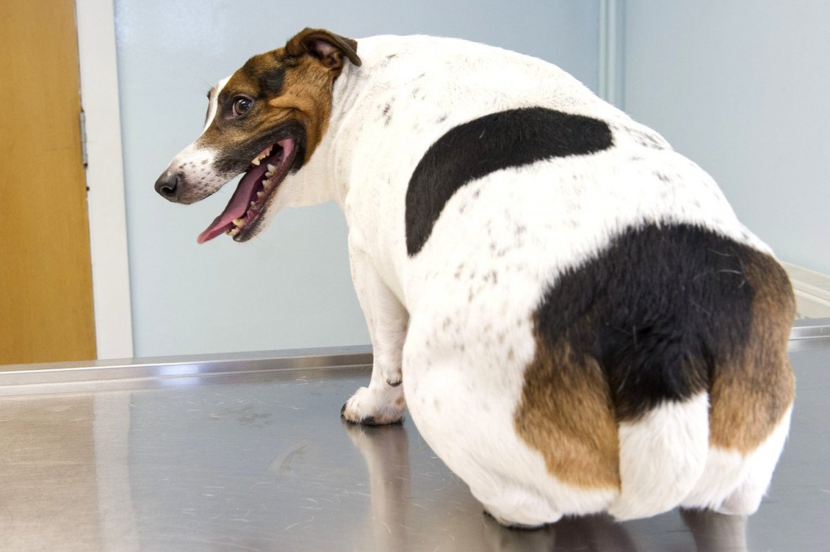 Лишний Вес У Собаки После Стерилизации