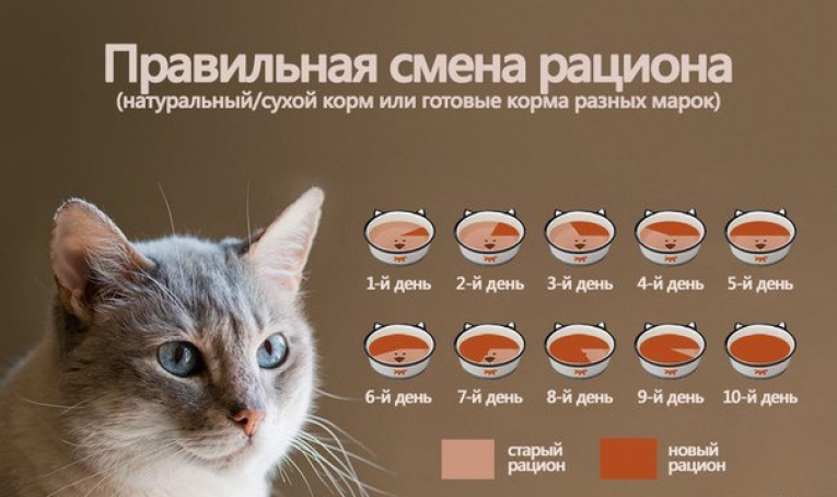 Правильный Рацион Питания Кошки