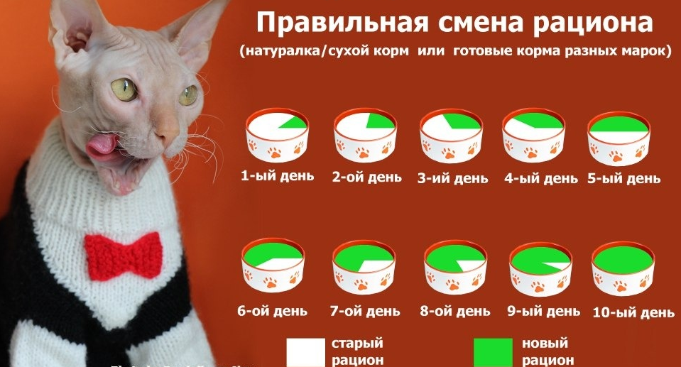Правильный Рацион Питания Кошки