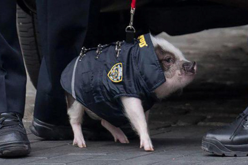 Pig degraded