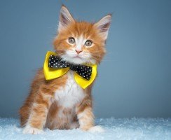 Клички для котов мальчиков: Выбираем популярные и интересные варианты имен