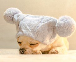 10 пород собак для ленивых хозяев