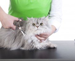 Груминг кошек на дому: Виды и особенности кошачьей гигиены