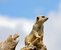 Сурикат (фото): смешной часовой, который всегда начеку