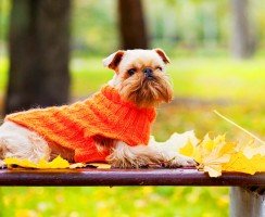 Гриффон собака (фото): очаровательные непоседы