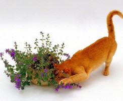 Кошачья мята: Для чего она нужна и какой производит эффект на кошку?