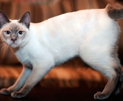 Меконгский бобтейл (фото): Экзотическая тайская кошка с коротким хвостом