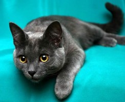 Кошка корат (фото): Таинственный гость из Таиланда