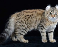 Кошка американский керл (фото): Дружелюбный питомец с изящными ушками