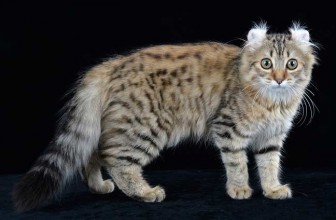 Кошка американский керл (фото): Дружелюбный питомец с изящными ушками