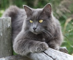 Кошка Нибелунг (фото): Дымчатый красавец с хорошими манерами