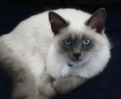 Кошка балинезийская (фото): Длинношерстная родственница сиамов