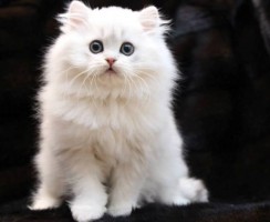 Кошка хайленд-страйт (фото): Очаровательный длинношерстный шотландец
