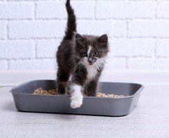 Кошка или кот гадит в неположенном месте: методы отучения от пагубной привычки
