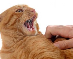 Как отучить кота быть агрессором: кусаться, кидаться и царапаться