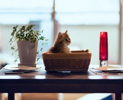 Как отучить кота лазить по столу