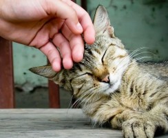 Как мурчат коты: разгадка тайны вибрационного чуда