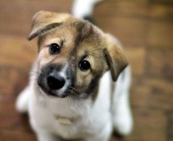 10 самых умных пород собак