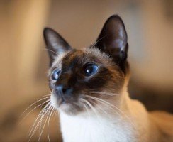 Сиамская кошка: голубоглазый бриллиант в доме
