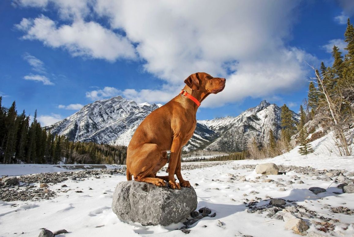 Собака немецкий курцхаар (50 фото): короткошерстный пойнтер, охотничья легавая, описание породы, какой характер