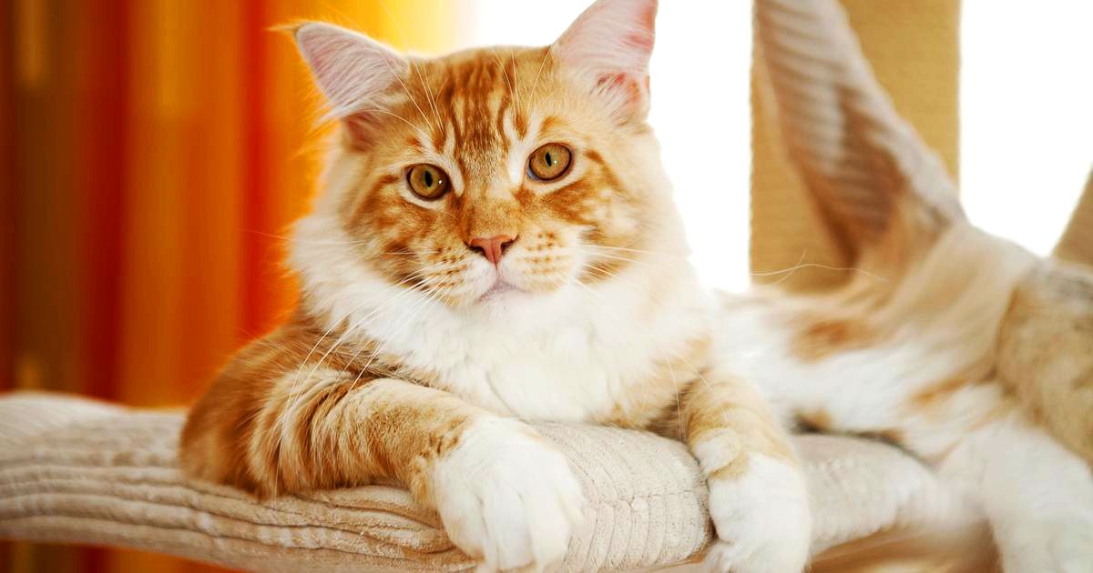 По горяЩим следам🔥 Международная выставка кошек, 5 августа , г. Гомель. | Instagram