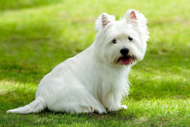 Собака вест хайленд уайт терьер фото – white terrier