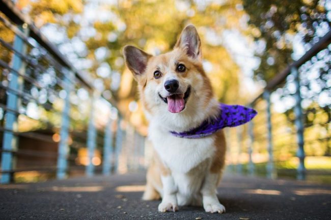Вельш-корги – интеллектуальная собака, которая, вместе с тем, обладает редким для домашних животных чувством юмора