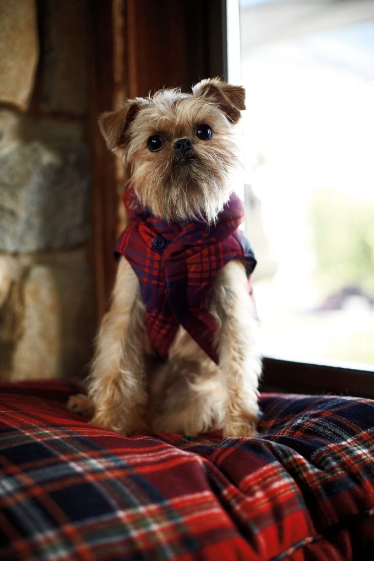 Гриффон собака: Очаровательные и активные питомцы