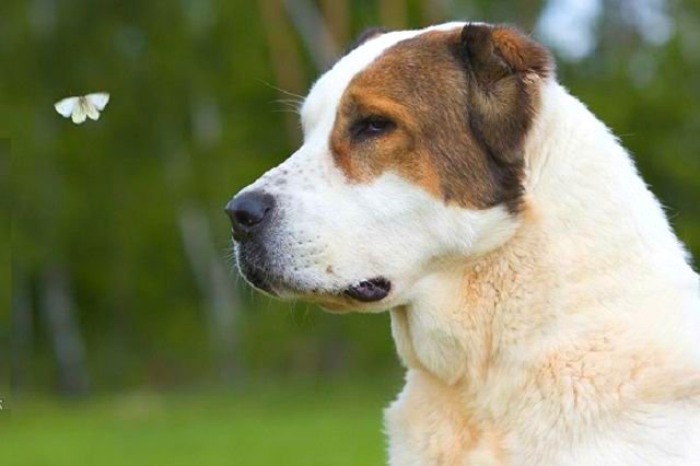 Алабай - уравновешенная, очень смелая, крайне рассудительная собака, преданная своему хозяину