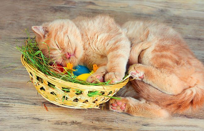 Британский кот помогает готовиться к празднику Пасхи
