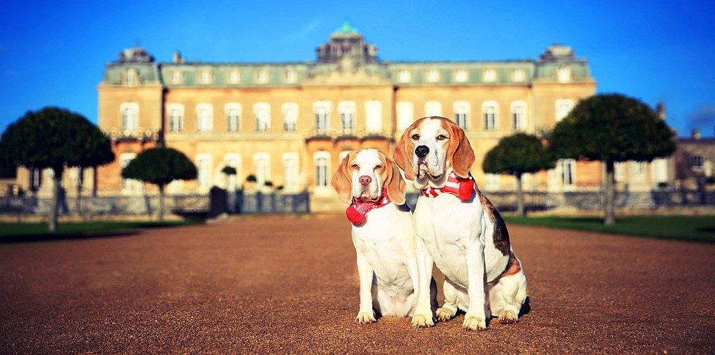 Английский бигль