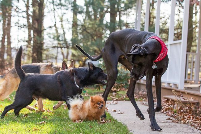 Самая большая собака в мире по кличке Зевс выглядит "Великаном" среди этих собак