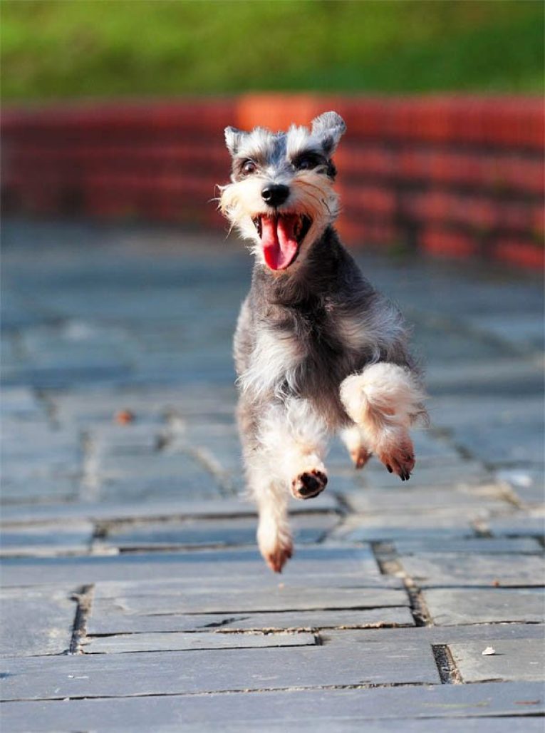 Потрясающая порода для активных людей