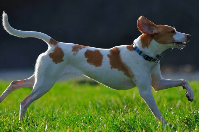 Собаки американский фоксхаунд ласковы дома в быту и воинственны в условиях охоты. Считаются самыми удачливыми псами в охоте за дикими животными
