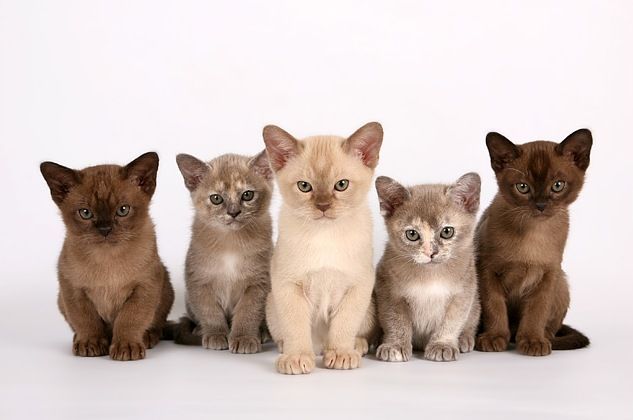 Вариаций окраса бурманской кошки бывает множество, однако наиболее популярным считается цвет темного шоколада