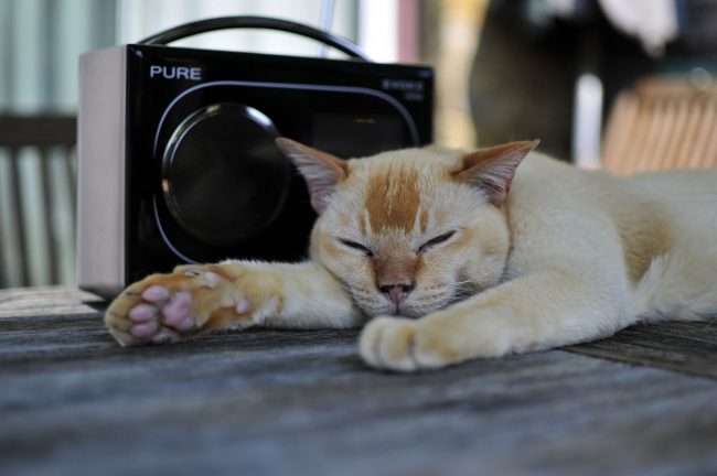 Бурманская кошка будет требовать от вас максимум внимания Хорошо, если есть в доме дети, которые смогут развлекать питомца