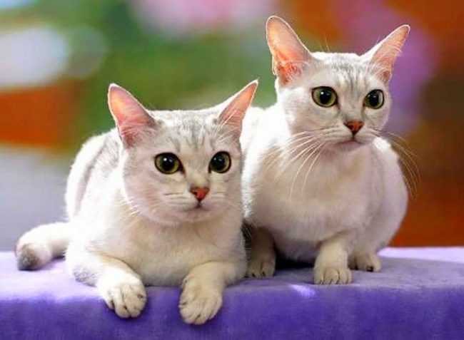 Эта порода результат случайного скрещивания бурманской и персидской кошек. Цвет чистого серебра – вот так характеризуют заводчики окрас