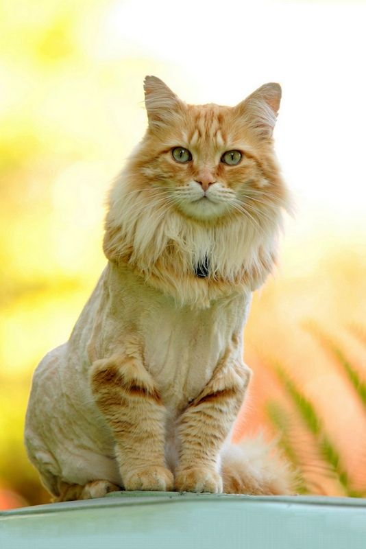 Cat Lion Haircut