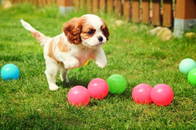 http://kot-pes.com/wp-content/uploads/2015/06/Cavalier_king_charles_spaniel_10-650x430.jpg