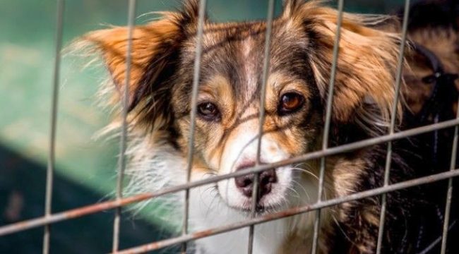 Этот милый песик будет вашим лучшим другом, помощником и отрадой