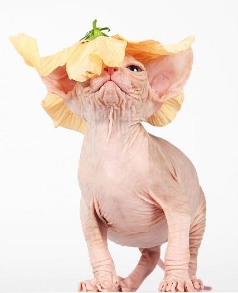 Особенности